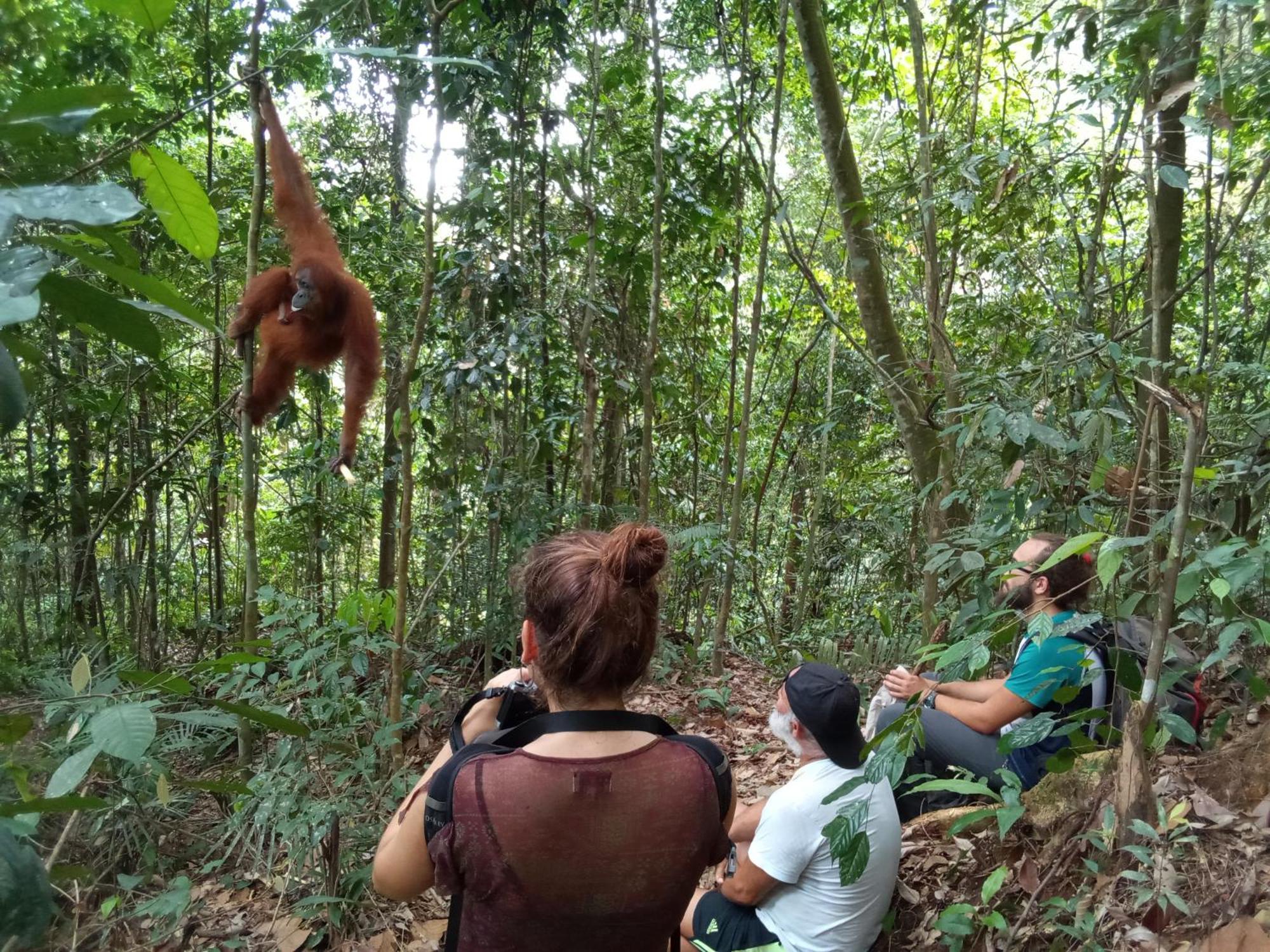 Jungle Treking & Jungle Tour If You Want To Stay Here,You Must Book Treking Only With Us Букіт-Лаванґ Екстер'єр фото