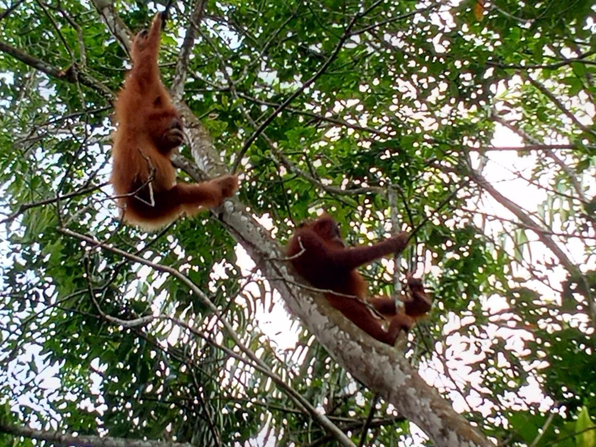 Jungle Treking & Jungle Tour If You Want To Stay Here,You Must Book Treking Only With Us Букіт-Лаванґ Екстер'єр фото