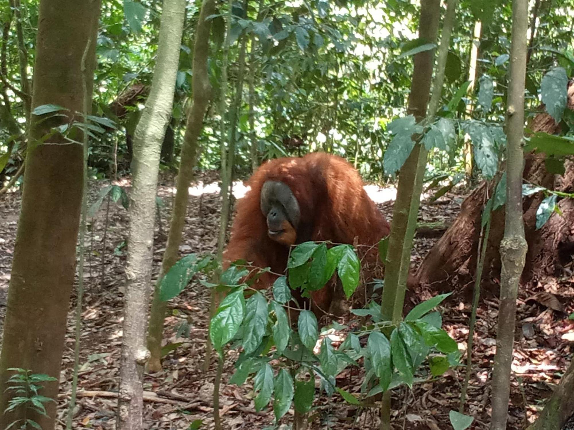 Jungle Treking & Jungle Tour If You Want To Stay Here,You Must Book Treking Only With Us Букіт-Лаванґ Екстер'єр фото